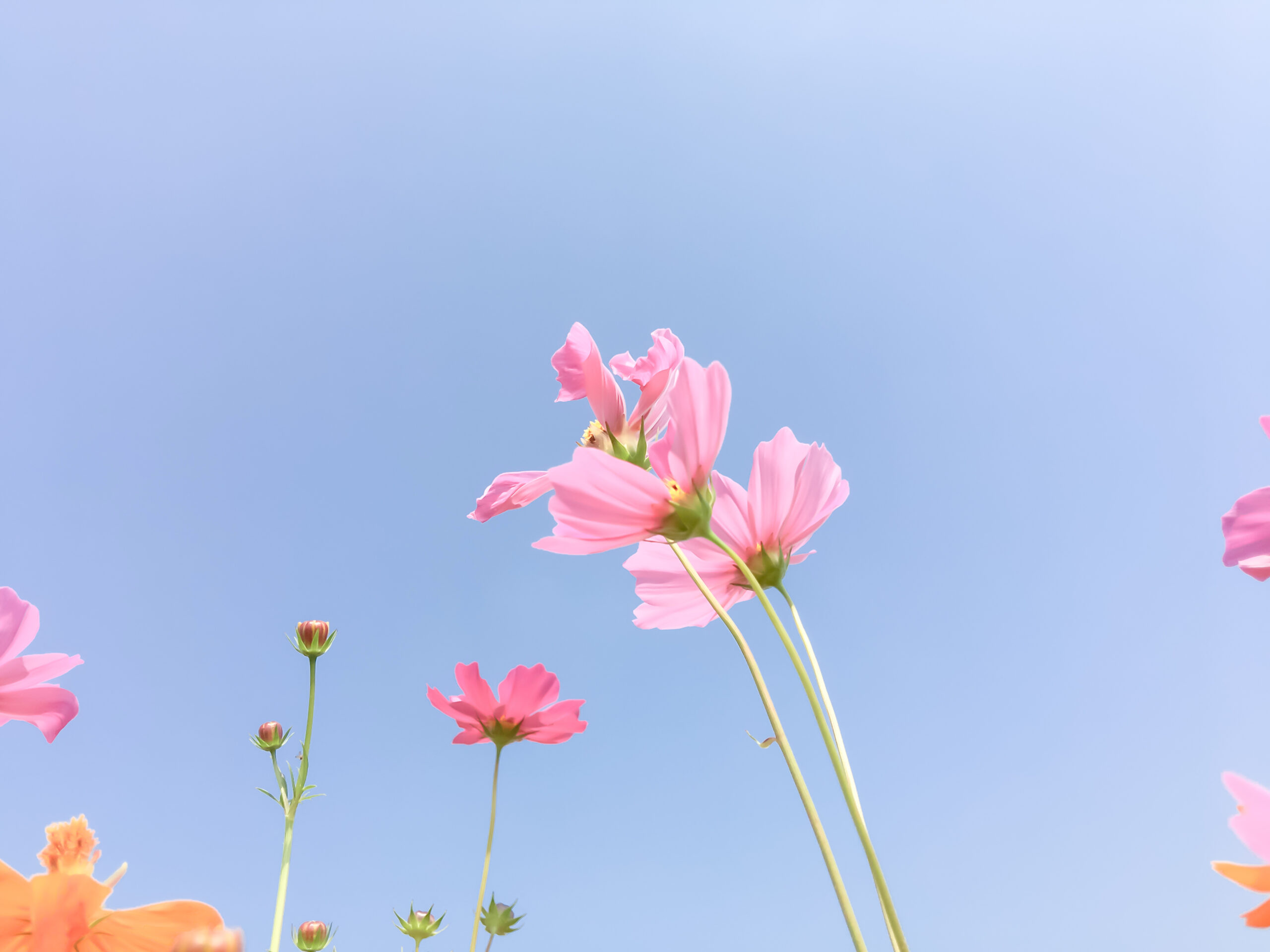 What Does It Mean to See Flowers in Your Dream?